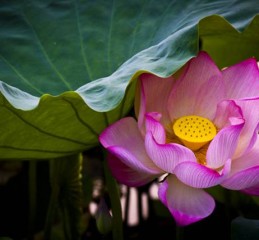 属龙七月订婚吉日 七月属龙女婚姻如何？