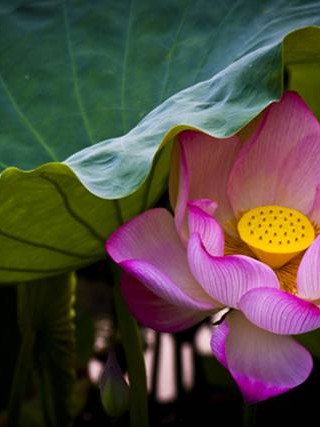 属龙七月订婚吉日 七月属龙女婚姻如何？