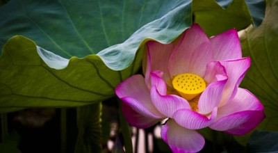 属狗的订婚吉日 属狗的2021年2月订婚那一天好？