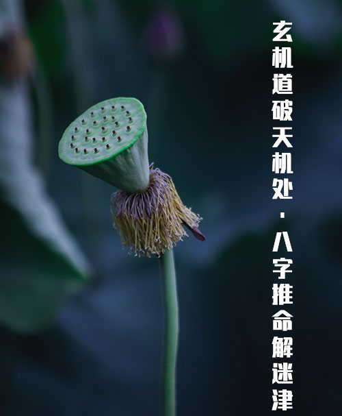 华夏免费算命网
